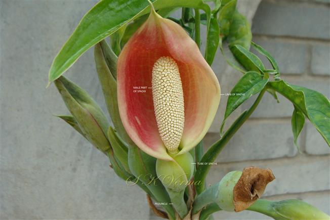  Inflorescence (Spadix)